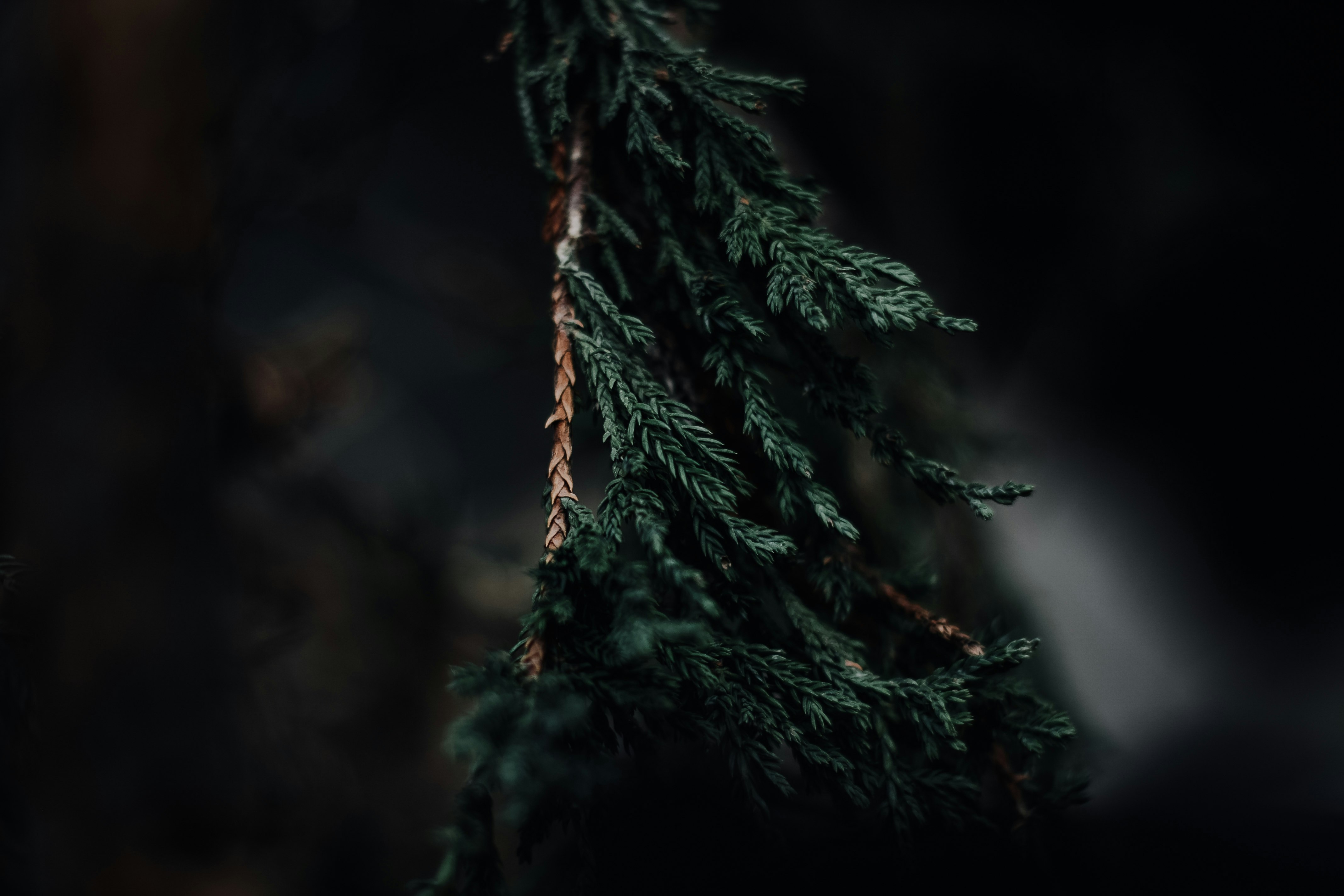 shallow focus photography of tree